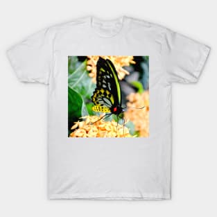 Great Mormon Butterfly T-Shirt